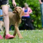 cómo enseñar trucos nuevos a tu perro, imagen de dueño caminando con su perro