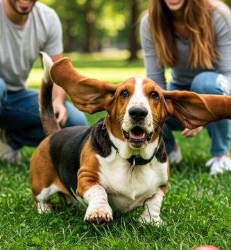 la imagen muestra a un perro basset jugando en el parque con sus dueños