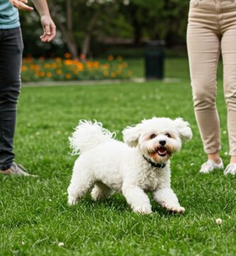 en la imagen hay un perro bichon jugando en el parque con sus dueños